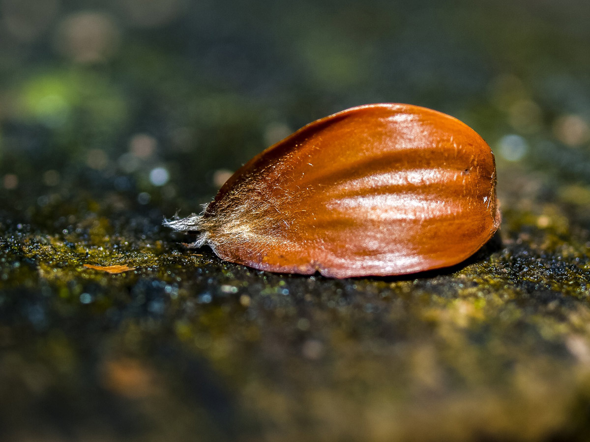 Frucht der Weisheit