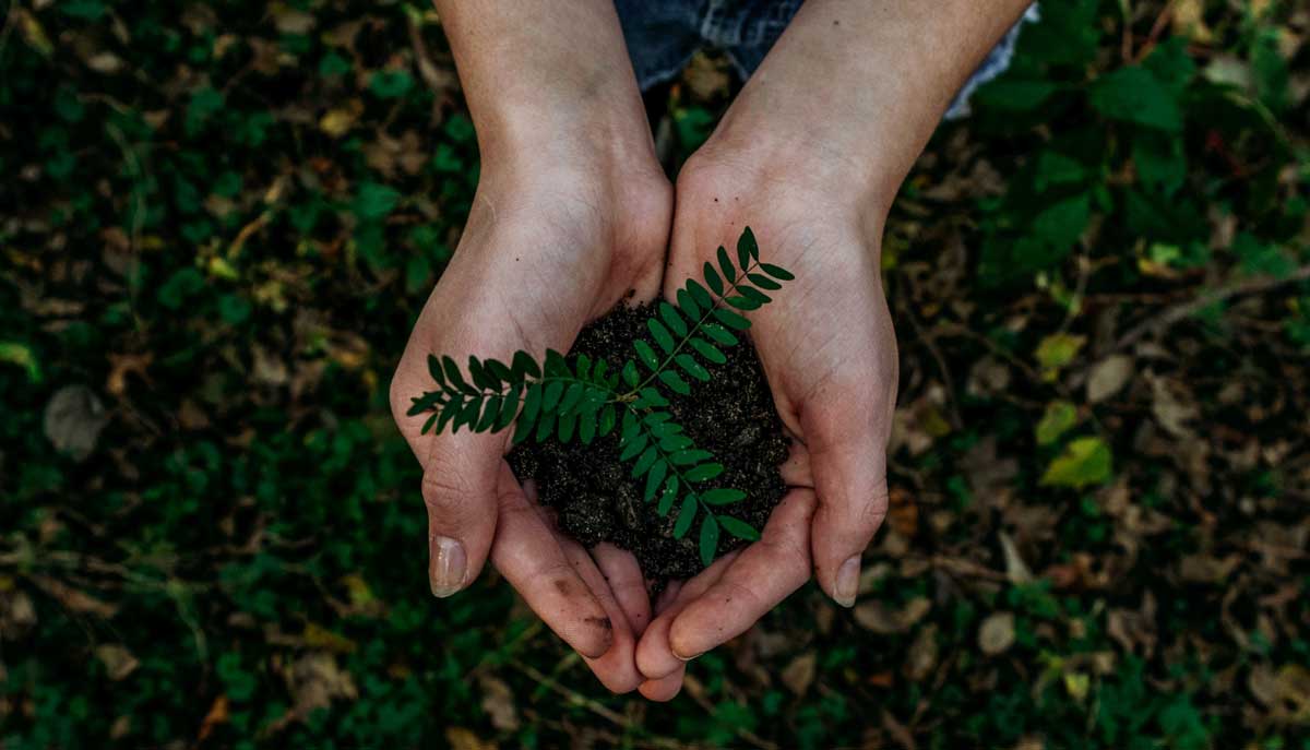 Pflanze einen Baum