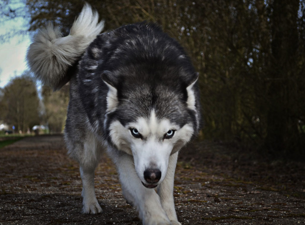 Spirituelles Krafttier Wolf