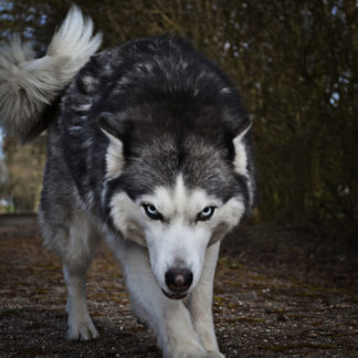Spirituelles Krafttier Wolf