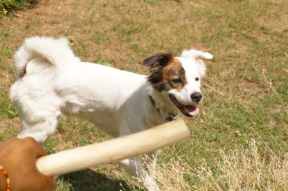 Hundedressur - Kraft der Kastanie