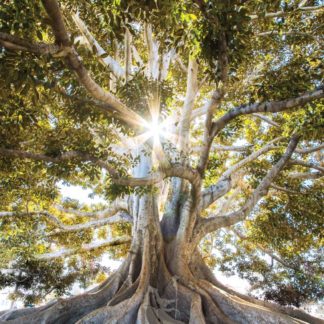 Baum des Lebens Poster