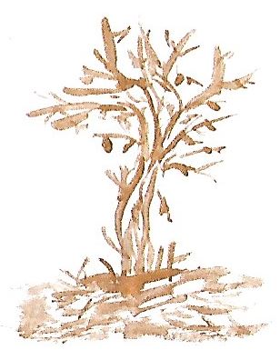 Niyamas Zeichnung ihres Apfelbaums