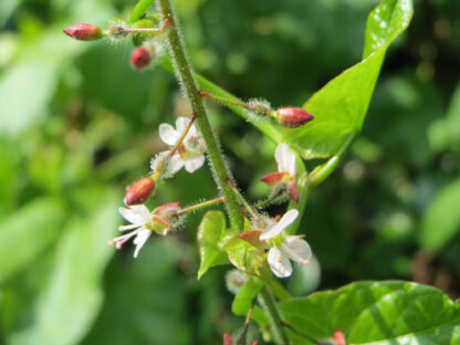 Circaea lutetiana