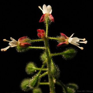 Hexenkraut Blüte