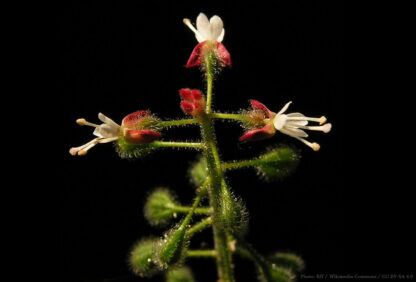 Hexenkraut Blüte