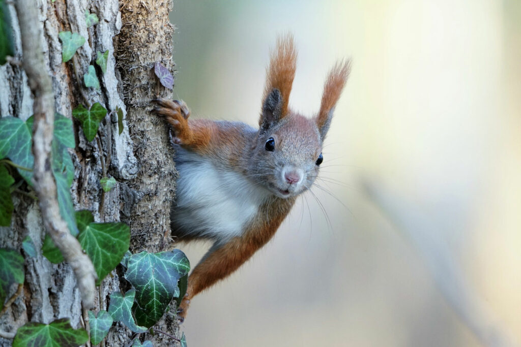 Krafttier Eichhörnchen