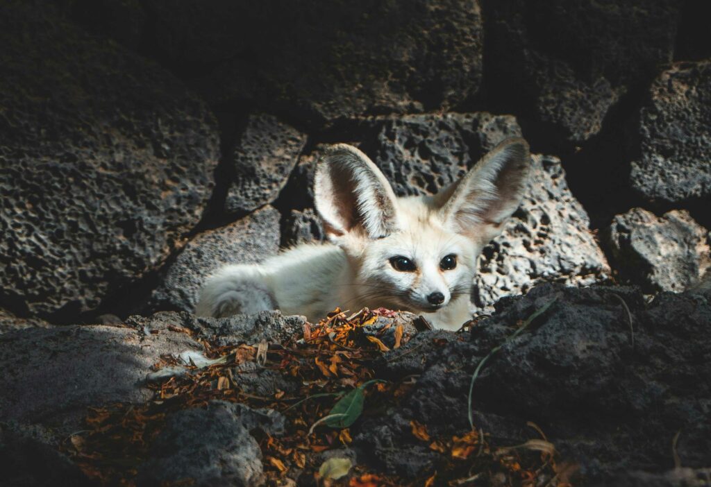 Krafttier Wüstenfuchs