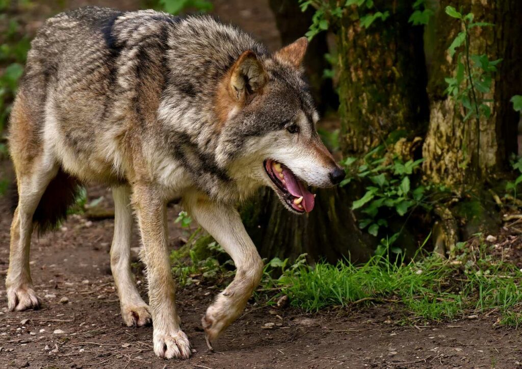 Krafttier Grauer Wolf