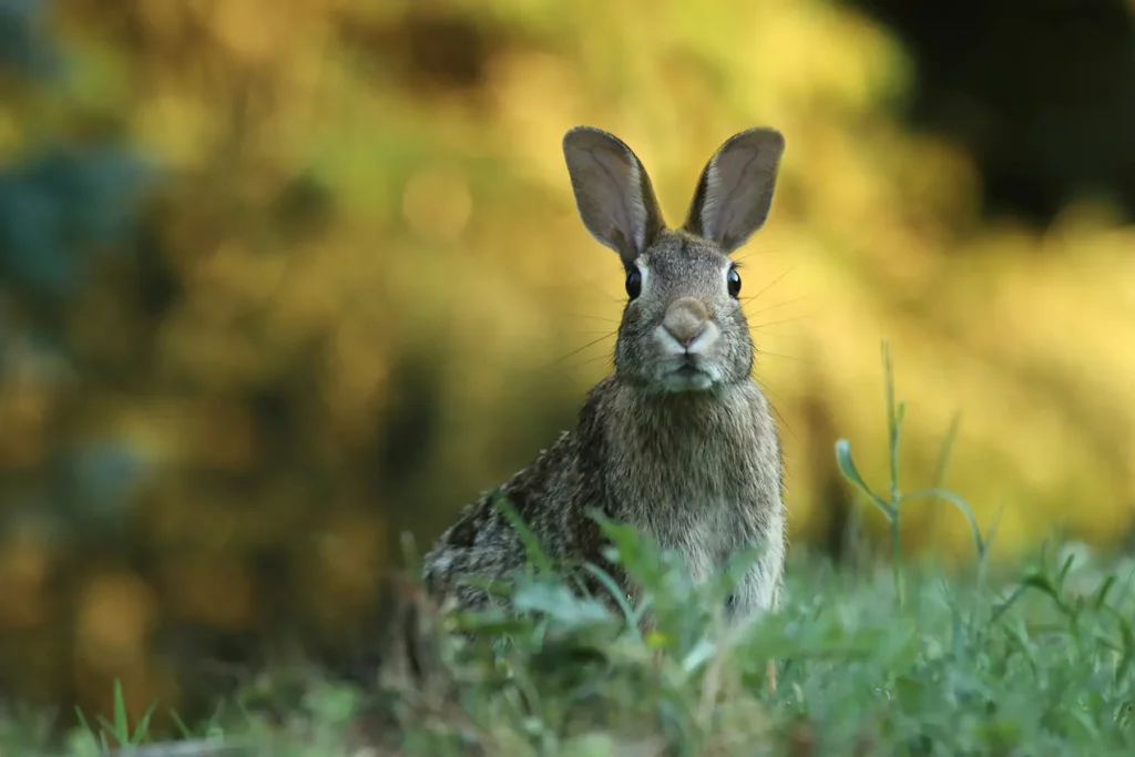 Hase: Bedeutung als Krafttier