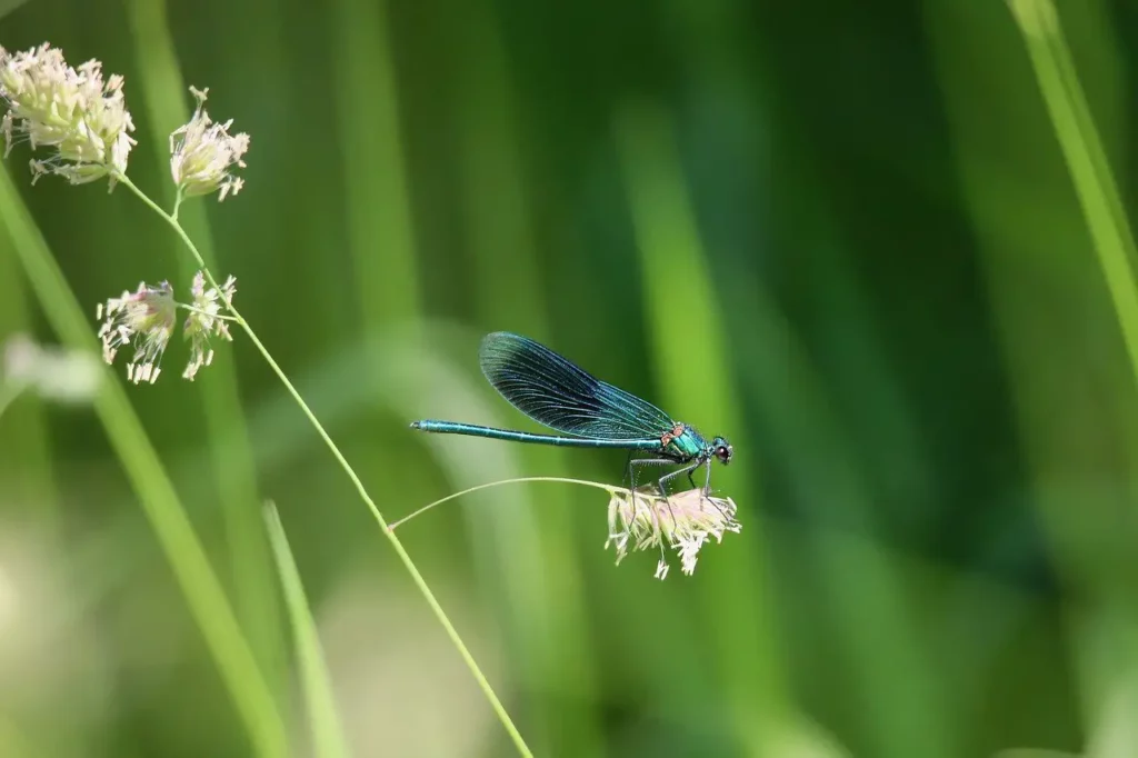 Die Libelle