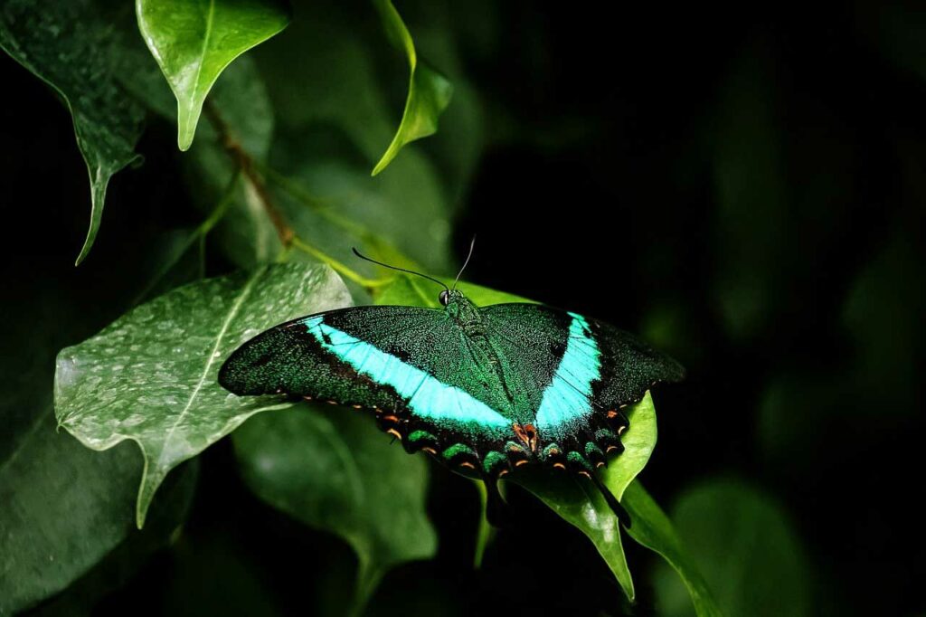 Krafttier Schmetterling