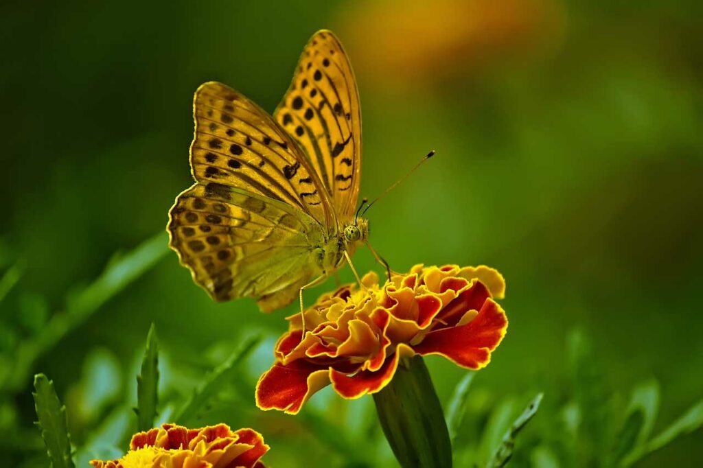 Schmetterling: Bedeutung als Krafttier