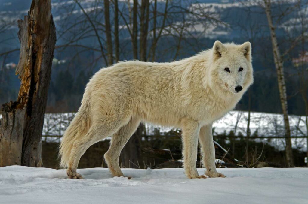 Krafttier Weißer Wolf