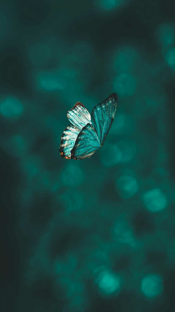 Steckbrief Schmetterling