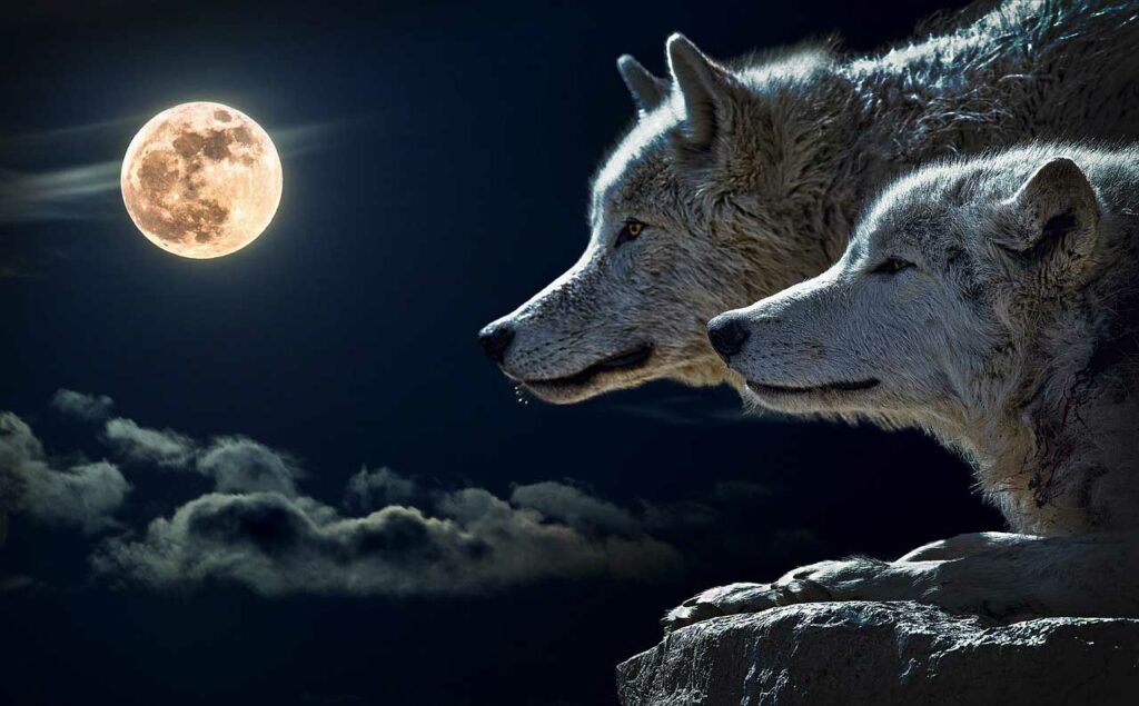 Spirituelle Bedeutung Wolf