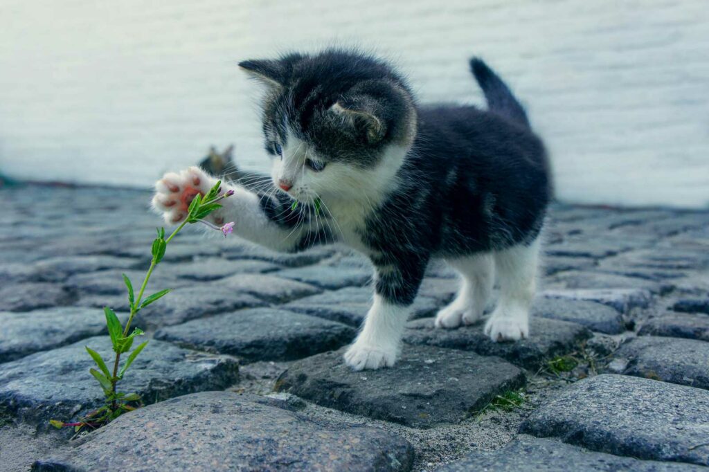 Krafttier Katze: Bedeutung