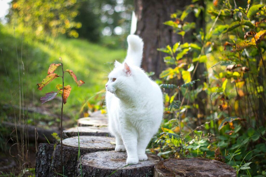 Krafttier weiße Katze